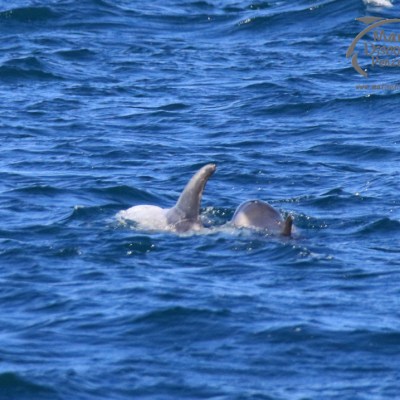 Risso's dolphins