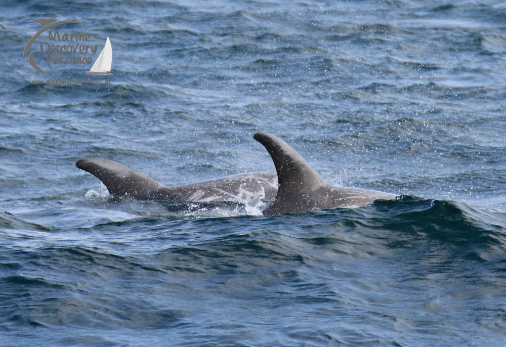 Risso's dolphins