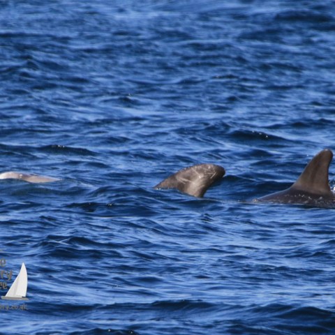 Risso's dolphins