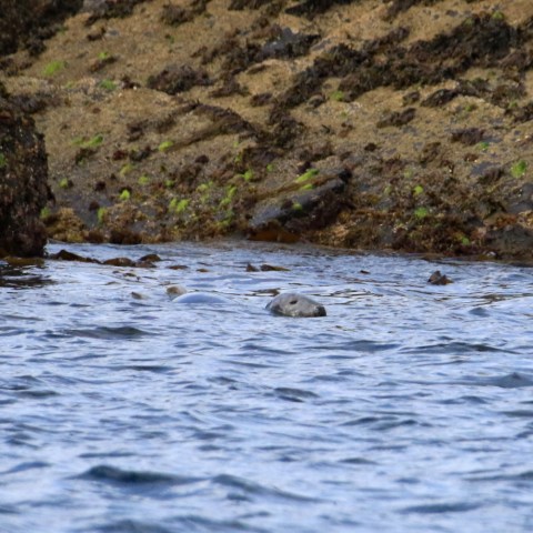 Seal in water