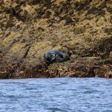 grey seal