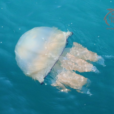 barrel jellyfish