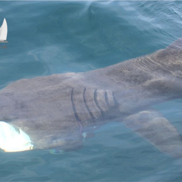basking shark