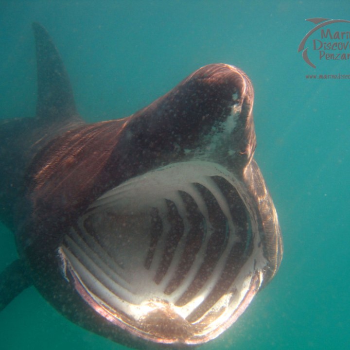 basking shark