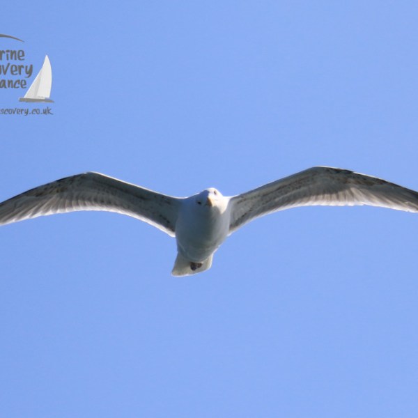 chased by herring gull