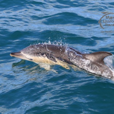 common dolphin