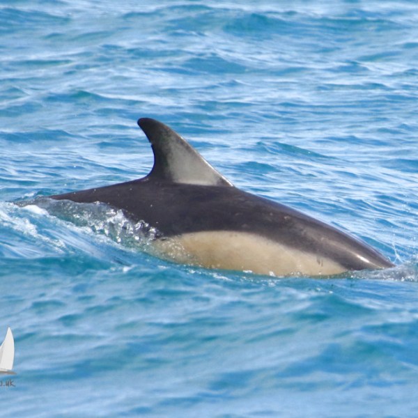 common dolphin