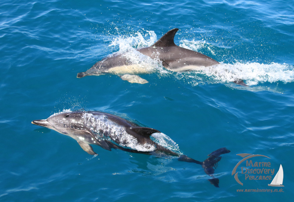 common dolphins