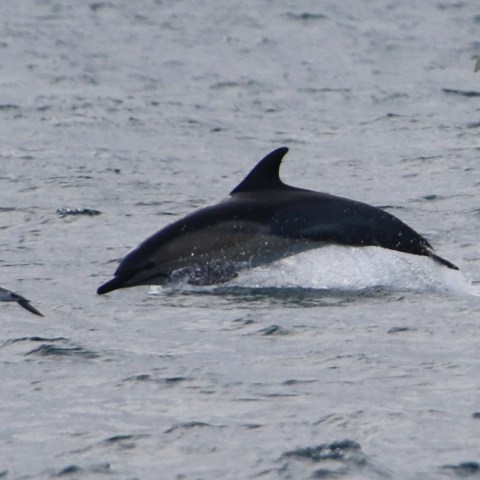 common dolphin