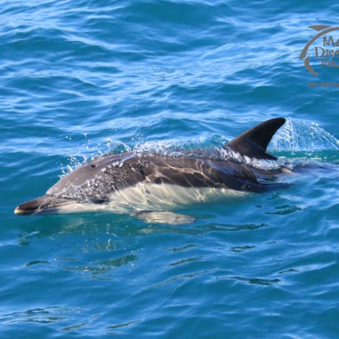 common dolphin