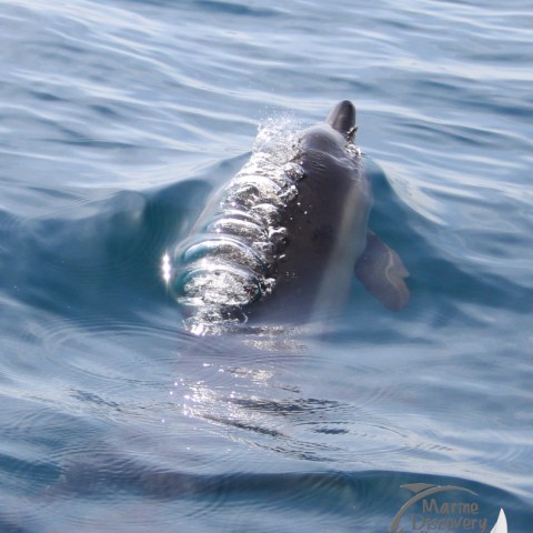 common dolphin