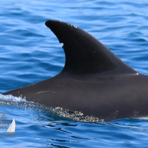 common dolphin fin