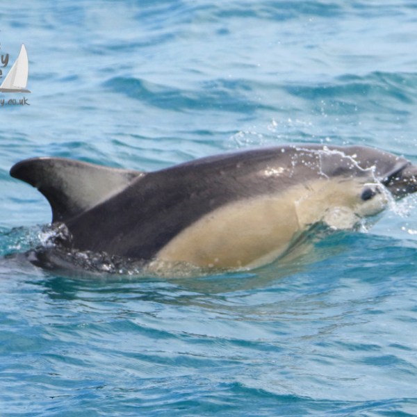 a dolphin swimming in a body of water