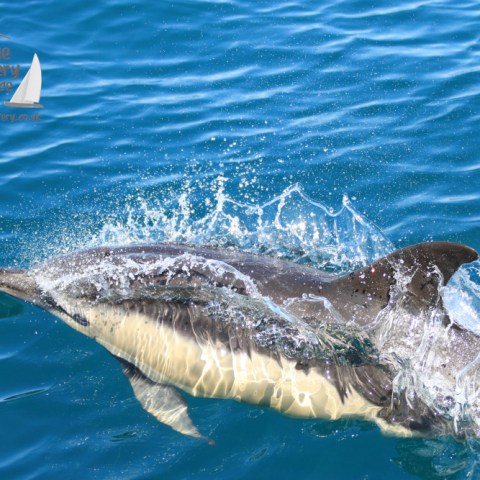 an animal swimming in the water