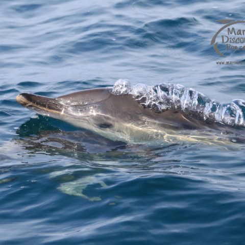 common dolphin