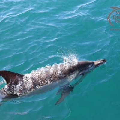 common dolphin
