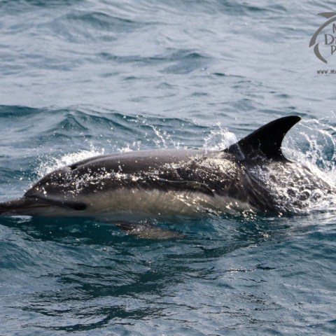 common dolphin