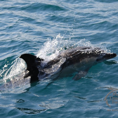 an animal swimming in the water