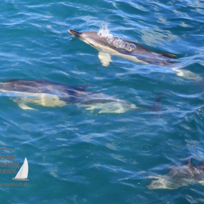 common dolphins