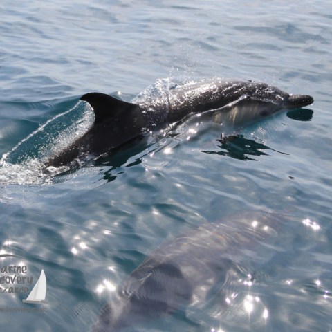 common dolphins