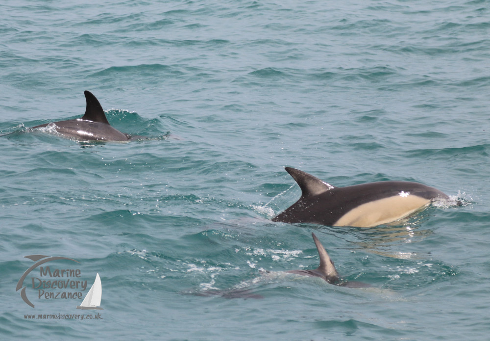 common dolphins