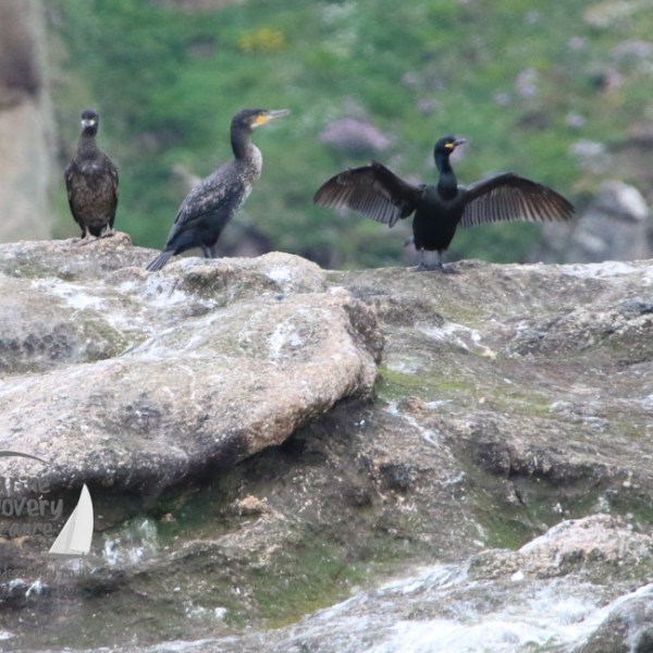 cormorant and shags