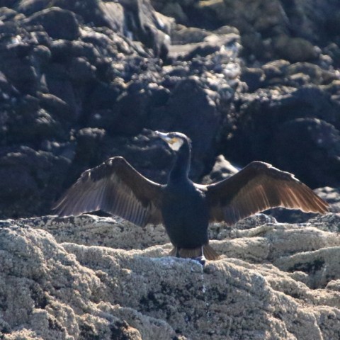 cormorant