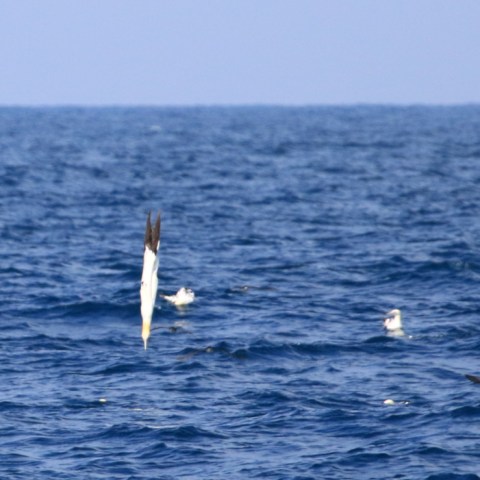 diving gannet