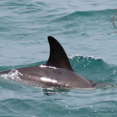 common dolphin fin
