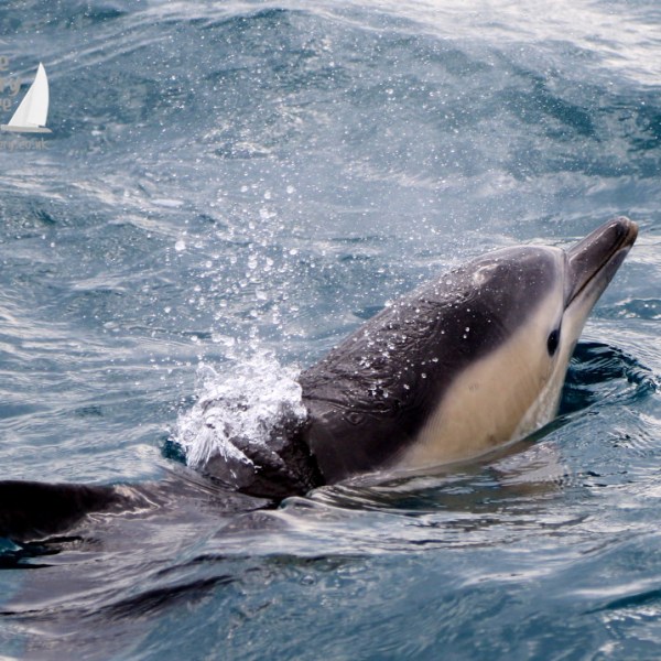 common dolphins