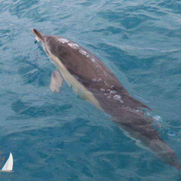 common dolphin