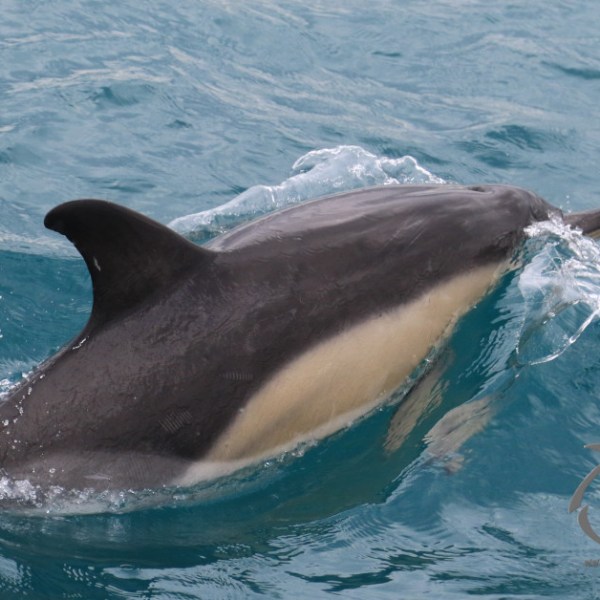 common dolphin