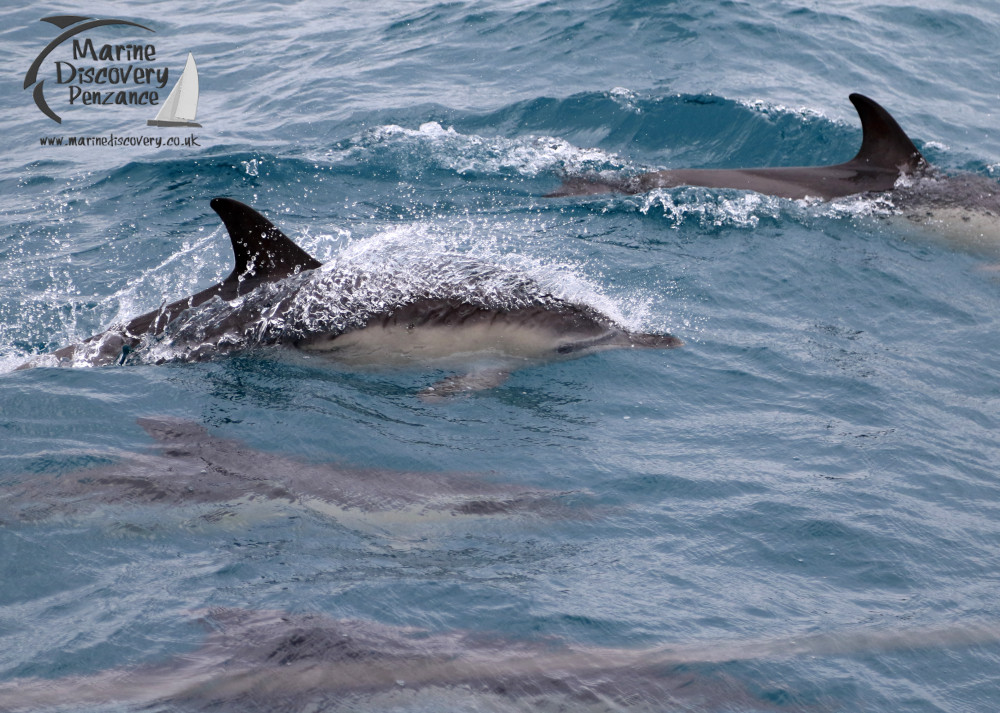 common dolphins