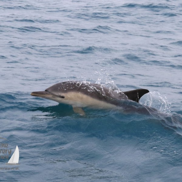 common dolphins