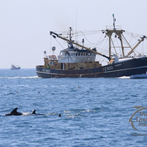 dolphins and beam trawler