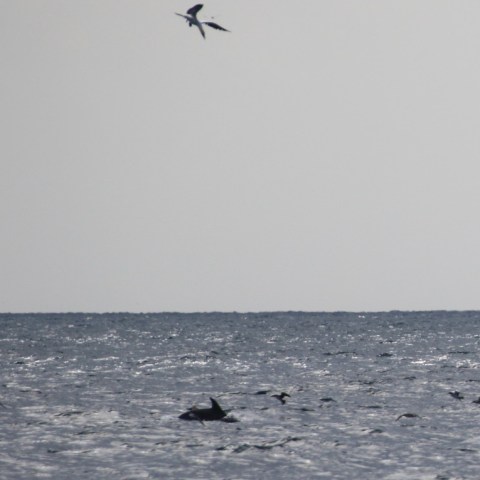 feeding dolphin and gannets
