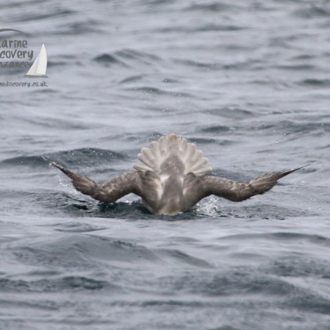 fulmar preening