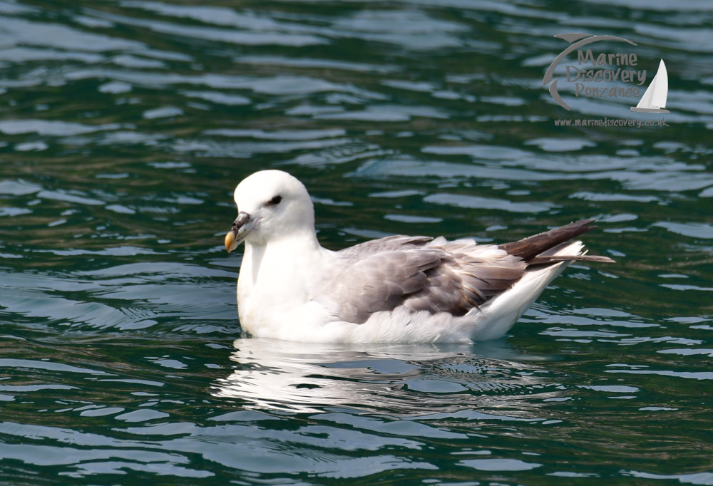 fulmar