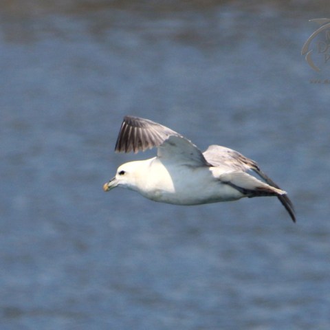 fulmar