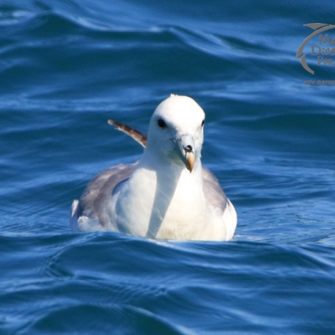 fulmar
