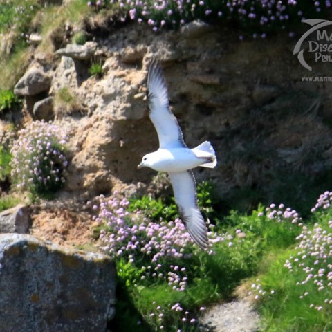 fulmar