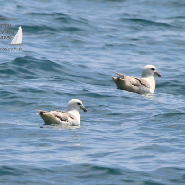 fulmars