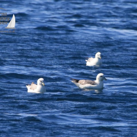 fulmars