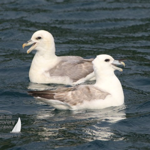 fulmars