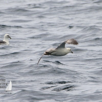 fulmars