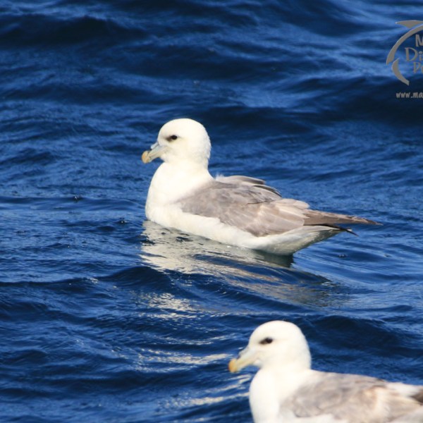 fulmars