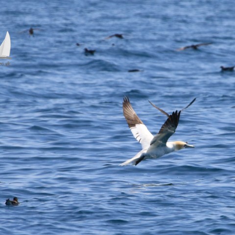gannet and shearwaters
