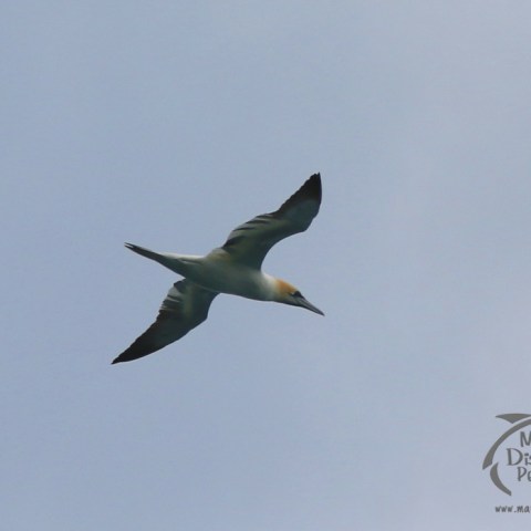 gannet