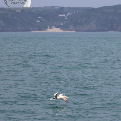 gannet