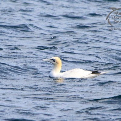 gannet
